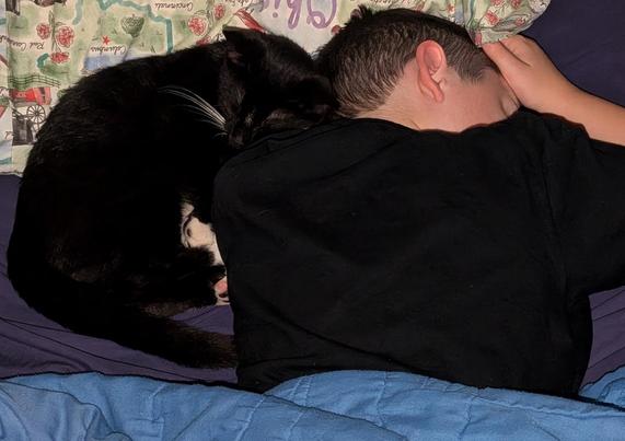 A boy wearing a black shirt sleeps on his chest, with his right ear pointing up. He is tucked under a blue blanket and is sleeping on a multicolored pillow.

A black and white cat sleeps next to him curled in a ball, and with his head sleeping on the boy's left shoulder