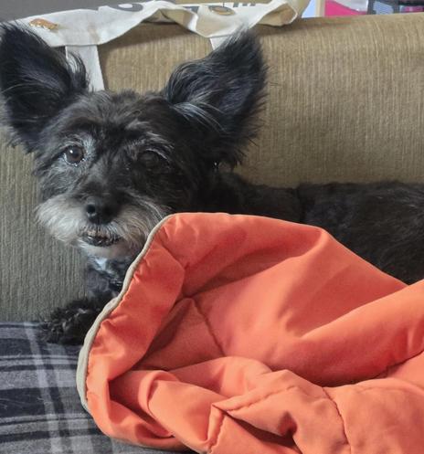 Lil black dog on a green couch behind an orange blanket.