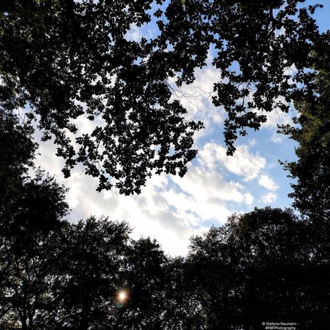 View into a blue sky with white, backlit clouds surrounded by tree canopies that almost build a heart-shape.