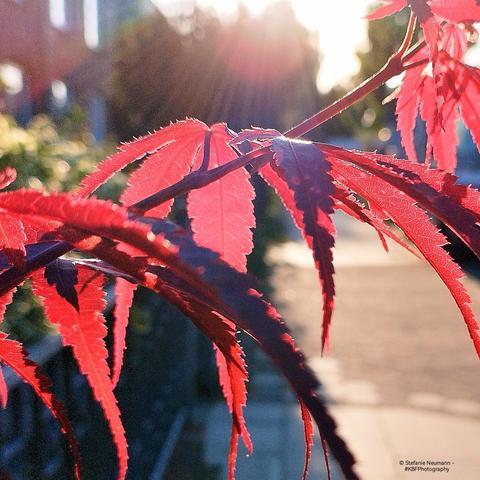 Backlit leaves of red maple ba the wayside. Rays of a low evening sun in the background.