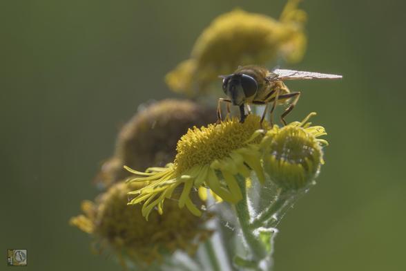 a small pollinator stood on a yellow meadow flower 