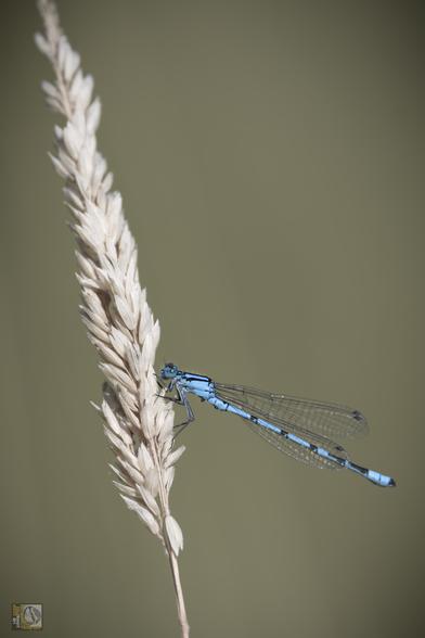 a small blue damselfly clinging on to grass 