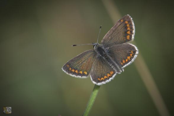 a small brown butterfly with small orange triangle shaped spots on the border of the wings