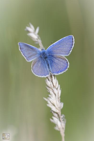 A tiny blue butterfly on meadow grass