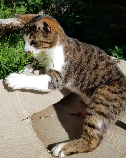 Tabby cat playing in a cardboard box.