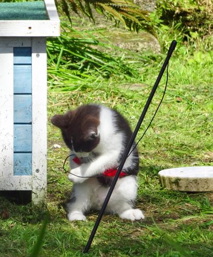 Young kittens playing in the garden