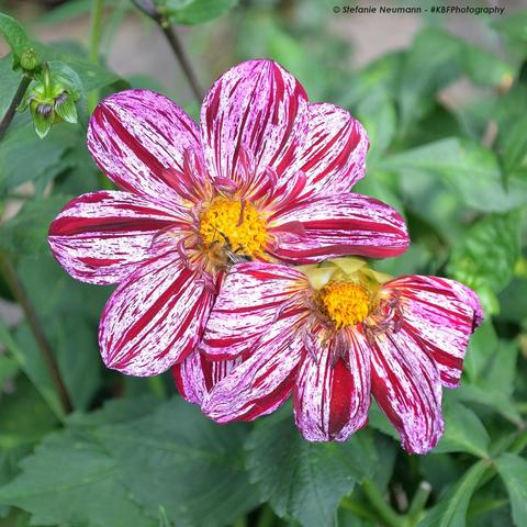 Two eight-petalled dahlia flowers. One only has half its petals opened, and is slightly overlapping with the other flower. The stamens are yellow. The petals have broken colours, white as a base, and bold red as an accent. A bee on the stamen of the fully opened dahlia hides beneath the overlaying petal of the half-opened flower.