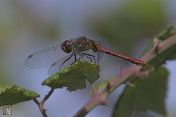 A red dragonfly on a leaf