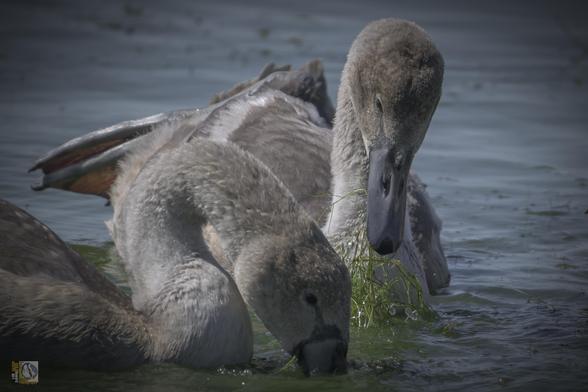 Two young swans on a lake