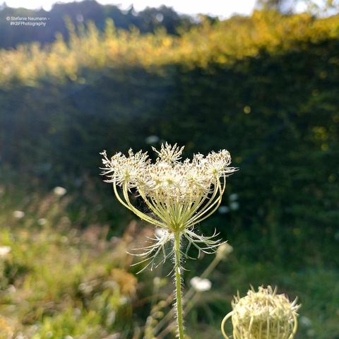 Backlit Queen Anne's lace seed nest.