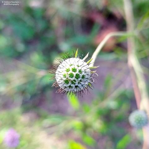 Scabiosa seed pod.