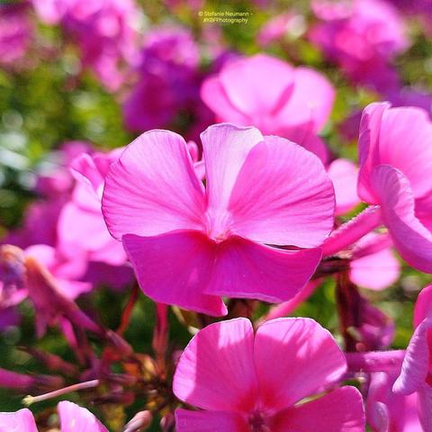 A backlit pink phlox flower.