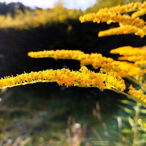 A Close-up of a backlit strand of yellow Canada goldenrod flowers.