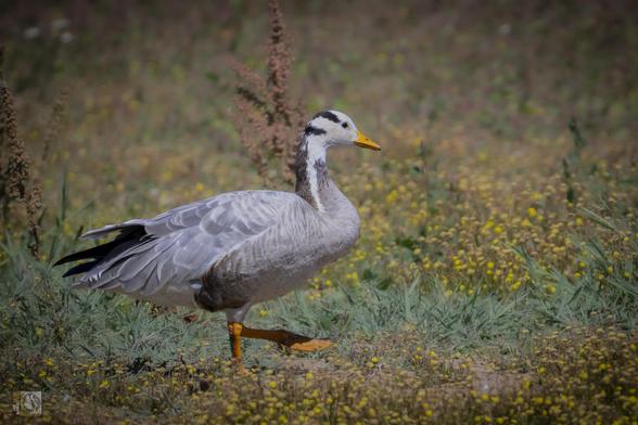 a pretty goose with black and white striped head