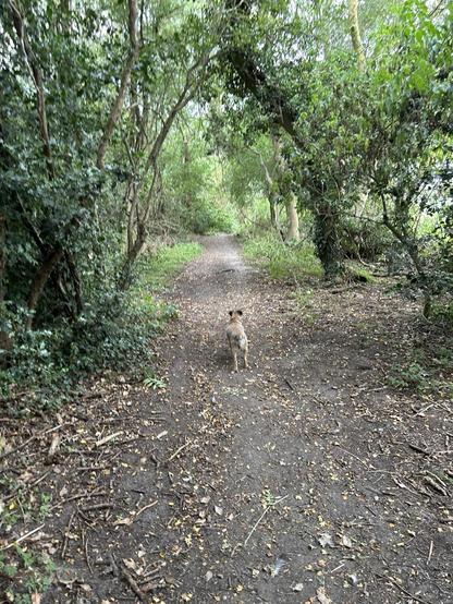 My dog Nell in the forest 