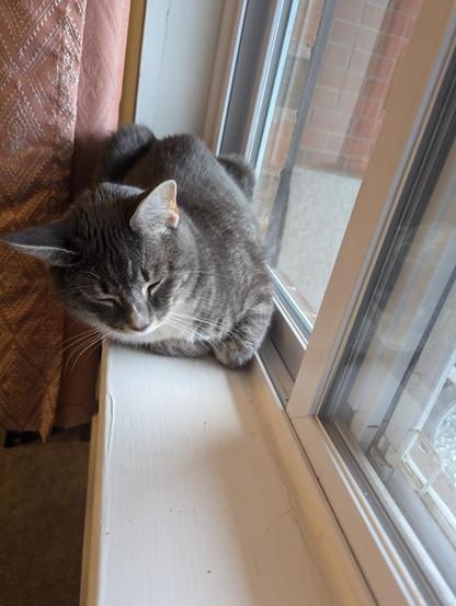 Cat loafing on window sill