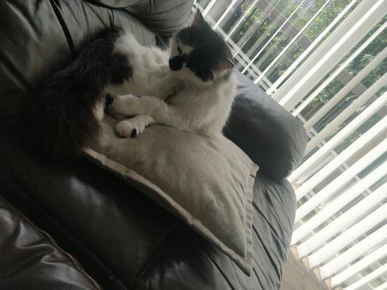 A black and white cat sits on a pillow on a sofa with its front paws crossed, head drooping slightly with sleepy eyes.