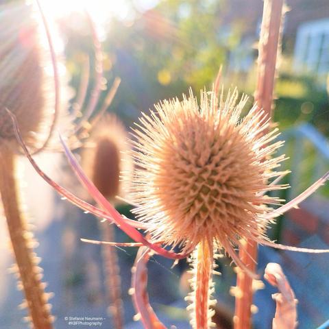 Backlit, beige teasel ears.