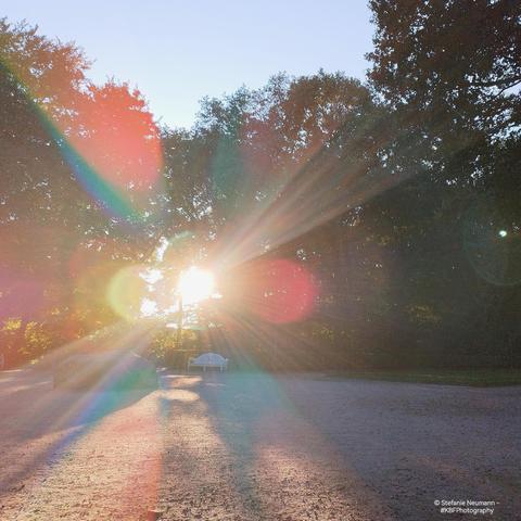 Sunlight blasting through a border of trees and shrubs.