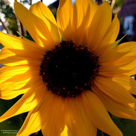 A backlit, yellow sunflower blossom with brown stamen.