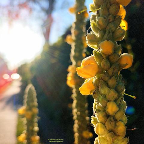 A backlit, yellow mullein flowers.