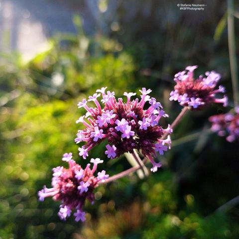 A backlit, purple Argentinian vervain flowers.