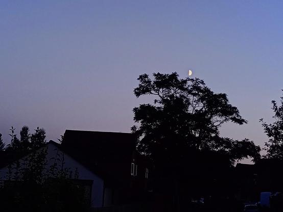 Sunset photo of a half moon above a tree. The tree and housing near it are in silhouette. The sky is pink closer to the horizon and more purple higher up. 