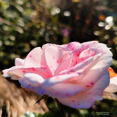 A backlit, white, and pink rose flower.