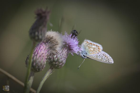 a tiny brown butterfly with black and white rings on its wings