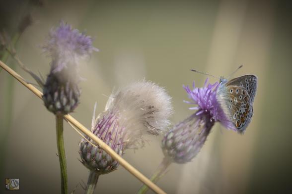 a tiny brown butterfly with black and white rings on its wings