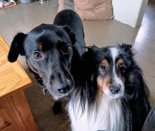 Black Lab mix and tricolor Shetland sheepdog staring into camera