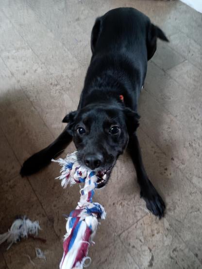 Black Lab mix 