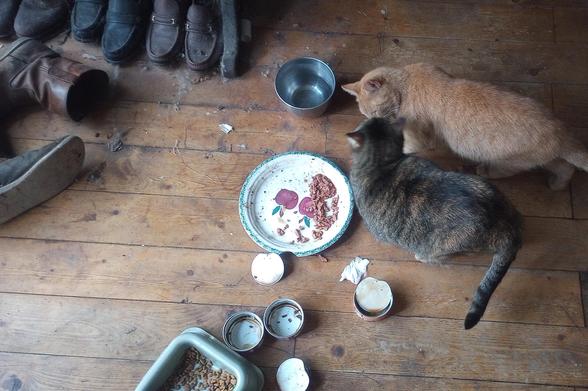 Shorty sniffs the Orange in front of her precious horde of food.