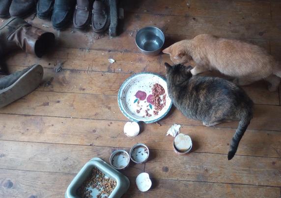 Inside, on a pine floor. Inside cat looks over at outside cat, who has thoughts of partaking in the plate of wet food before both.