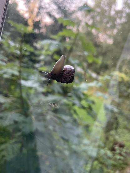 Snail climbing on a windowpane. Photo is taken from another side of the window so you can see the snail belly.