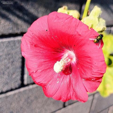 An iridescent fly with golden and green hues on a pink hollyhock flower with yellow stamen in front of a grey wall.