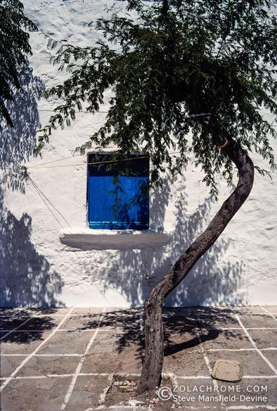 Bent olive tree in front of a white wall and blue shutters