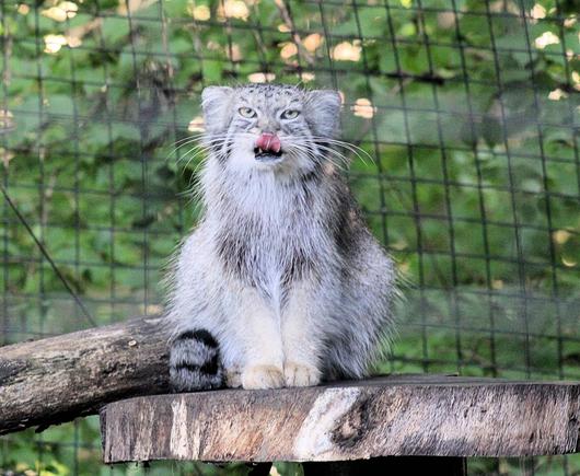 Pallas's Cat Akar is standing on a wooden platform with her tongue out and touching her nose.