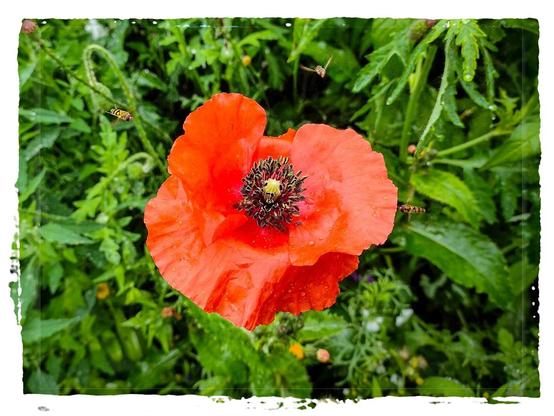 Close up shot of a poppy flower