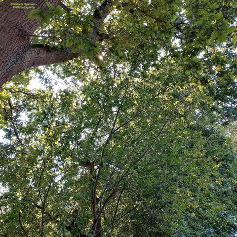 The backlit canopy of an oak tree, seen from below.