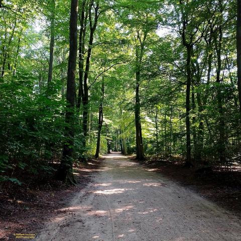 A sandy path in the woods beneath backlit tree canopies.