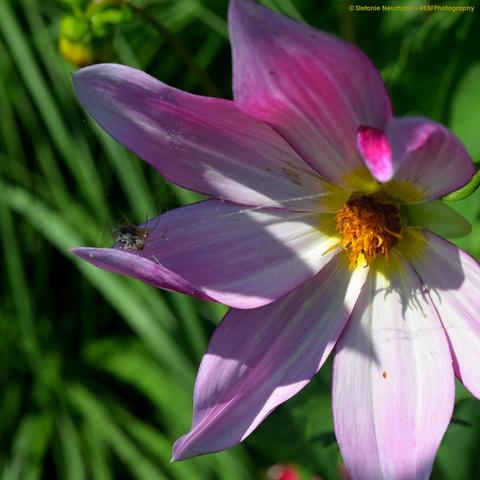 Eine Nahaufnahme einer Dahlienblüte mit gelben Staubgefäßen. Die Blütenblätter haben weiße, rosafarbene und fliederfarbene Schattierungen. In einem leicht eingerollten Blütenblatt hat eine kleine Spinne ein Netz gebaut.
A close-up of a Dahlia flower with yellow stamen. The petals have hues of white, oink, and lilac. In one slightly rolled petal, a little spider has built a net.