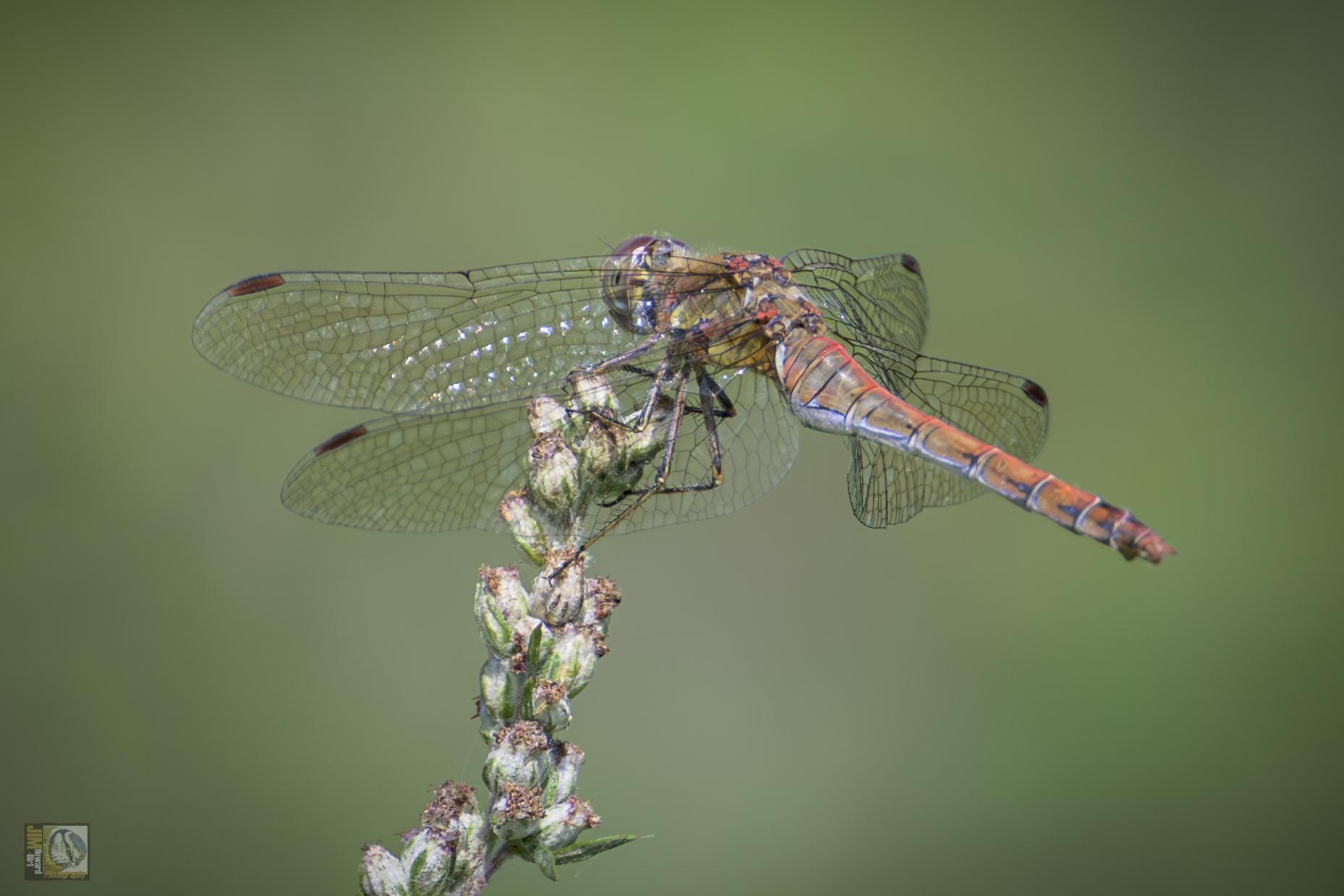 An older female dragonfly with greeny/red upper body and bluish underbody