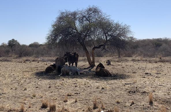 A lone, very dry tree is the Kalahari is making shade for five cows hiding from the noon sun. A hot savanna landscape can be seen around them.