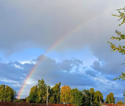 Scene with sun low in the sky: A line of trees along a fence starting to turn fall colors with a rainbow arcing up from bottom left to upper right, starting in a blue sky with clouds behind, disappearing into a cloud at top right