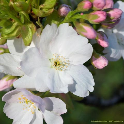 Eine Nahaufnahme einer weißen japanischen Kirschblüte mit weiteren rosa Knospen.
A close-up of a white Japanese cherry flower with more pink buds.