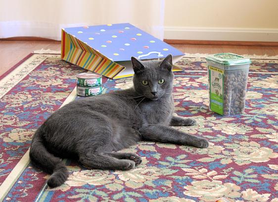 Five-year-old gray cat Marley is lying on a burgundy/navy/ivory floral rug surrounded by birthday presents, including cans of tuna and a large jar of greenies.