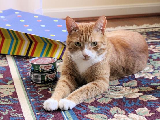 Five-year-old orange tabby Ziggy is lying on a burgundy/navy/ivory floral rug with his white mittened paws in front of him. 