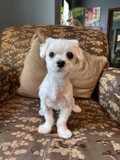 A white Maltese with a fresh hair trim on a brown chair. He stares right at the camera.