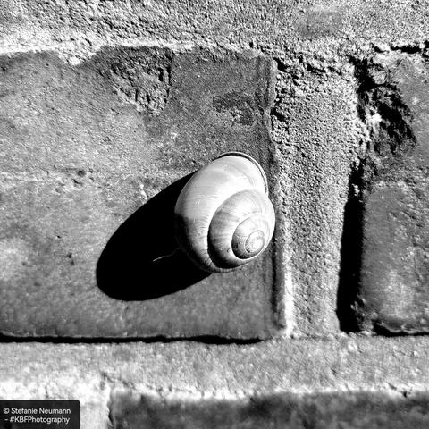 A monochrome picture of a snail in the shell on a brick wall.